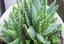 芦荟原产于哪里 附芦荟种植技巧