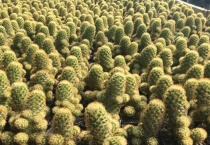 金手指为什么难栽培