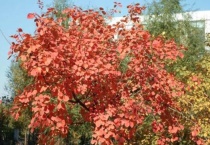 山上黄栌树桩容易活吗？