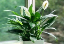 一帆风顺冬天怎么养护