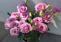 魔肥适用于什么花