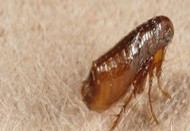 跳蚤的繁殖方法 附跳蚤的生活习性