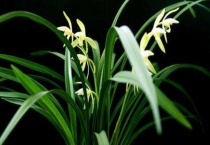 兰花黄尖是什么原因？