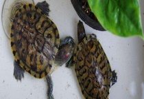 巴西龟常见病疾病 附防治技术