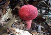 红菇长在什么树下