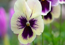 三色堇有毒吗？