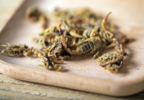 蝎子是不是昆虫