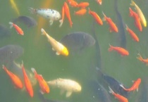 养鱼的水能浇花吗 养鱼水浇花注意事项