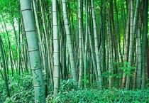 毛竹有种子吗？