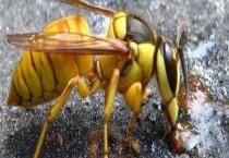 马蜂蛰后会自己消肿吗 附正确处理多久？