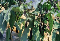 茄子枯萎病的防治方法 附发病症状