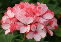 天竺葵冬天怕冷吗？可以放室外养吗？