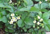 草莓苗小开花要摘花吗？