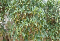 桂花球是常绿乔木还是落叶乔木 附桂花品种分类