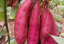 番薯是不是红薯