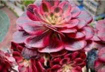 多肉美杜莎小苗怎么养