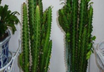 龙骨有毒吗家里能养吗？