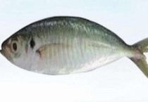 巴浪鱼多少钱一斤？为何那么划算？附营养价值及前景