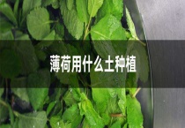 薄荷用什么土种植