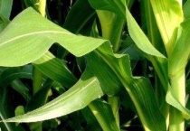 玉米叶子有黄斑怎么办？