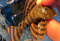 红老虎鱼一般可以长到多大 怎样饲养