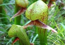 什么是眼镜蛇瓶子草