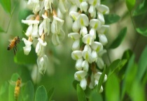 槐花蜜和荆条蜜哪个好 从成分、功效、口感、价格上来分析