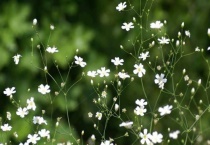 满天星长什么样