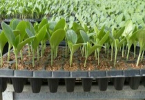 西瓜苗多久浇一次水