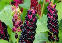 草参和商陆有哪些不同 从形态、环境、分布地区上来区分