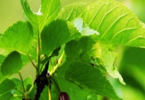 樱桃叶子卷曲是什么原因？