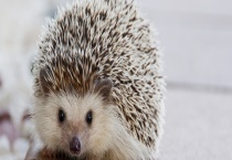 刺猬是保护动物吗？养刺猬需要怎么做？