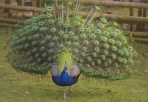 孔雀下蛋了是让它自己孵化吗？