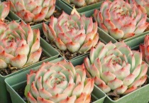 多肉植物卡罗拉怎么养