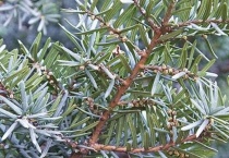 什么是日本矮紫杉