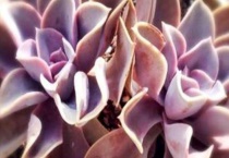 红心莲的寓意和象征