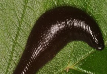 水蛭种苗多少钱一斤？附选购方法、放养方法、养殖多久？