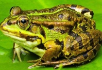 蟾蜍和癞蛤蟆的区别？