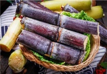 甘蔗生长周期几个月