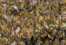 高手诱蜂绝招及注意事项 附诱蜂的地方