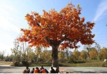 梧桐树生长在什么地方