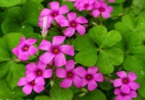 酢浆草是三叶草吗？