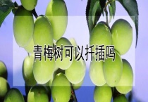 青梅树可以扦插吗？