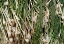 小根蒜的食用方法 具体怎么做？