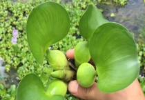 水葫芦净化龟粪便吗？