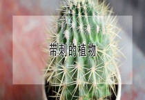 带刺的植物