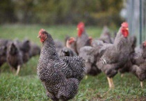 芦花鸡好养吗？