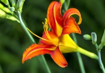 大花萱草种植多久？