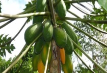 木瓜树的寿命有多长 木瓜有哪些营养价值