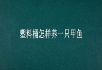 塑料桶怎样养一只甲鱼